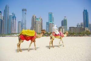 Dubai Camel on the town scape backround, United Arab Emirates